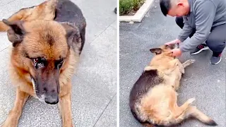 Полицейская собака на пенсии заплакала, после воссоединения с бывшим хозяином!