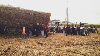 ਪਿੰਡ ਪੇਯਾ ਸਾਰਾ ਗੈਂਗਲੈਂਡ ਬਣੇਆ । Sugarcane Season Punjab