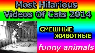 САМЫЕ СМЕШНЫЕ кошки 2014/ СМЕШНЫЕ животные /  FANNY