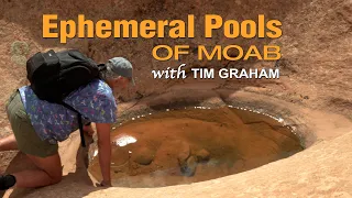 Ephemeral Pools of Moab ~ The Nature & Creatures of Water Potholes