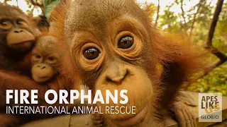 FIRE ORPHANS: International Animal Rescue