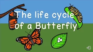 The Life Cycle of a Butterfly