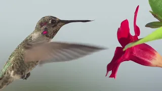 Only bird that can fly forward, backward, upside-down and hover | Hummingbird