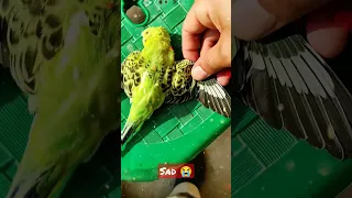 My Budgie Died in front of my eyes it ws heart breaking #shorts #youtubeshorts || Sarkar Budgies ||