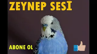 Zeynep  sesi Muhabbet Kuşu Sultan papağanı Kadın Sesi ile Konuşturma Egzersizi I 2022