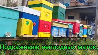 Подсаживаю неплодных маток.