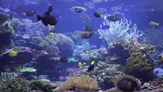 Sleep Music Stunning Aquarium The Best Relaxing Music