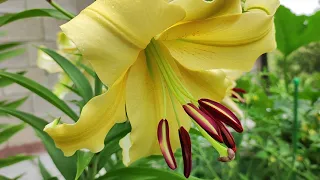 Лилии: азиатские, трубчатые, ЛА и ОТ гибриды. Обзор сортов в нашем саду и их красивое цветение.