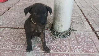 Rescue poor puppy from violence, chains, hunger and thirst