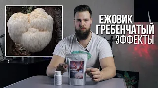 ЛЕЧЕБНЫЙ ГРИБ НООТРОП ЕЖОВИК ГРЕБЕНЧАТЫЙ ЭФФЕКТЫ