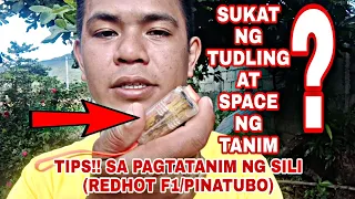 🔴TIPS SA PAGTATANIM NG SILI (RED HOT F1, PINATUBO)