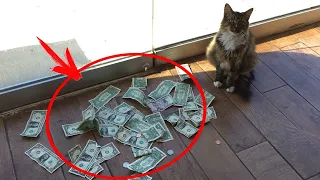 This cat brought his owner a lot of MONEY every day. The man installed a camera and was SHOCKED.