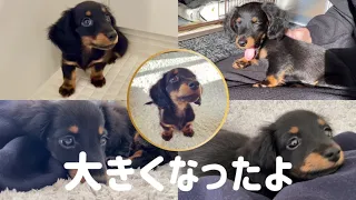 【成長記録まとめ】子犬のミニチュアダックスフンドの二ヶ月半