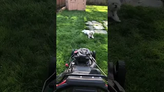 Why It Takes SO LONG To Mow My Lawn!