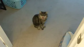 meow yawn