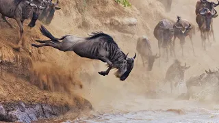 Wildebeest Migration July 2023