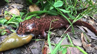 San Mateo County Parks Nature Minute: Salamanders!