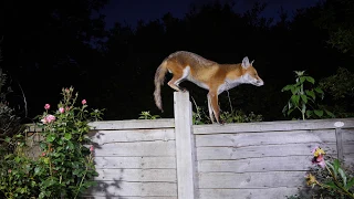 Agile urban fox on a garden fence - UHD 4K