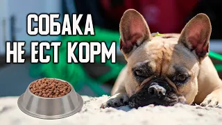 Французский бульдог не ест сухой корм