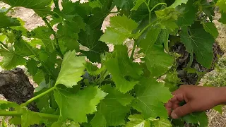 Cuidando la viña en primavera: espergura, despunte y desniete.