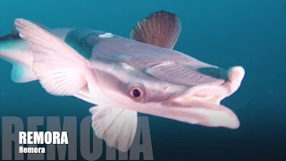 Remoras Sharks Divers | Fiji Beqa Lagoon | Africa Aliwal Shoal Protea Banks