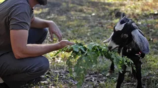 How to Keep Moringa Trees Alive Through Winter (the EASY way!)