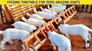 What are the feeding intervals for goats under zero grazing| 2023