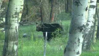 Black Bear Hunt by Wayne - Bear vs. 7MM Rem Mag