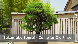 Takamatsu Bonsai