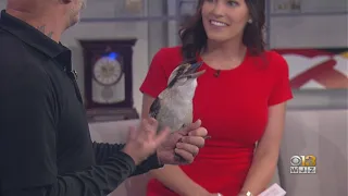 MUST SEE | Laughing Kookaburra Steals The Show Of WJZ's Weekend Morning Edition