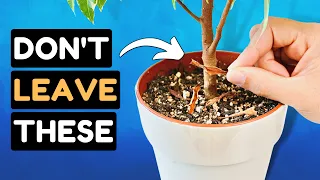 15 Things Plants Hate and Wish You'd Stop Doing