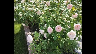 Fertilizing David Austin Roses / For Healthier Plants and Bigger Blooms