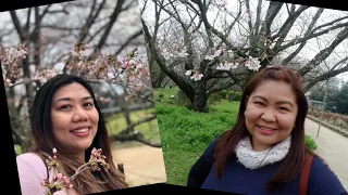 2019 Sakura Trip at Fukuoka