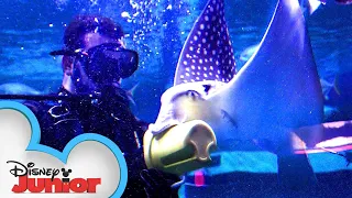 Baby Spotted Eagle Ray | Disney Animals Special Delivery with T.O.T.S. | Disney Junior