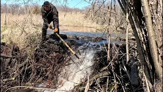 “BEAVERS GIANT MISTAKE” The Epic Removal Of A Gigantic Beaver Dam!