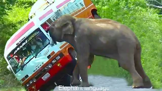 Unbelievable Time Wild Elephant Attack To Bus In Forest Road.