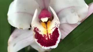 Уценённые Цветочки в Оби.Орхидеи и Хвойные.