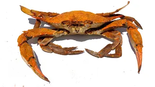 *CHESAPEAKE BAY* BLUE CRABS Catch Clean and Cook