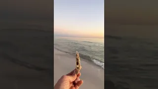 Sand Dollar Hunting on Amelia Island, FL