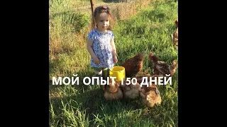 Кури на вільному вигулі. 150днів індивідуального досвіду. Птиця під виноградом. Курячий трактор.