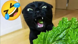 new funny animals  cats and dogs videos 😹🐕🤣