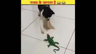 गजब के जानवर है 😂😂||funny animals movements||#shorts #viral