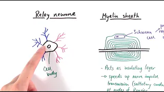 A2 Biology - Neurones (OCR A Chapter 13.2)