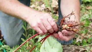 Epic Rhubarb! How to grow HUGE rhubarb plants!