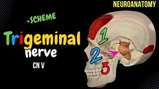 CN 5: Trigeminal Nerve (Scheme, Divisions, Pathway) | Neuroanatomy