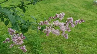 Footage. Натуральный футаж. Весенние краски. Цветущая ветка сирени.