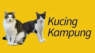 Jenis Kucing Kampung—TERJAWAB!