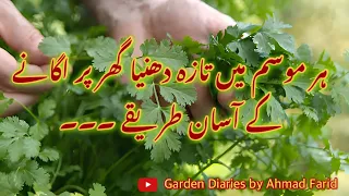 Magical way to grow coriander | How to plant coriander seeds at home | Dhania planting at home