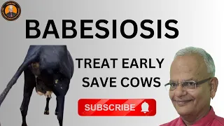 Unbelievable Strategies To Treat Babesiosis Of Cows I GNP Sir