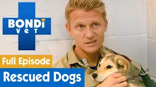 🐶 Treating Rescued Dogs From Korean Meat Farm | FULL EPISODE | E1 | Bondi Vet